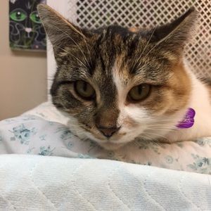 Meet your Posher, Randi